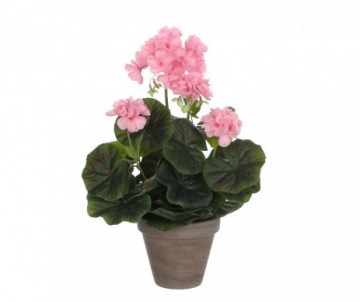 GERANIUM ROSE POT GRIS H34XD20