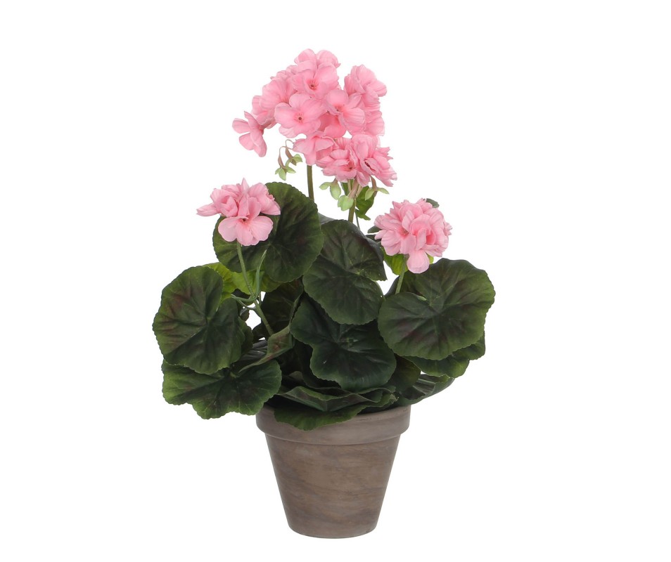 GERANIUM ROSE POT GRIS H34XD20