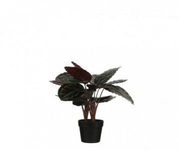 CALATHEA ROSEOPIQ TA POT VERT