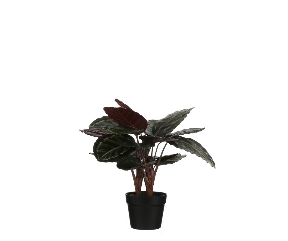 CALATHEA ROSEOPIQ TA POT VERT