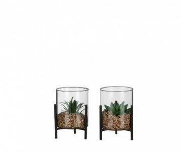 SUCCULENTE VERT H13XD10