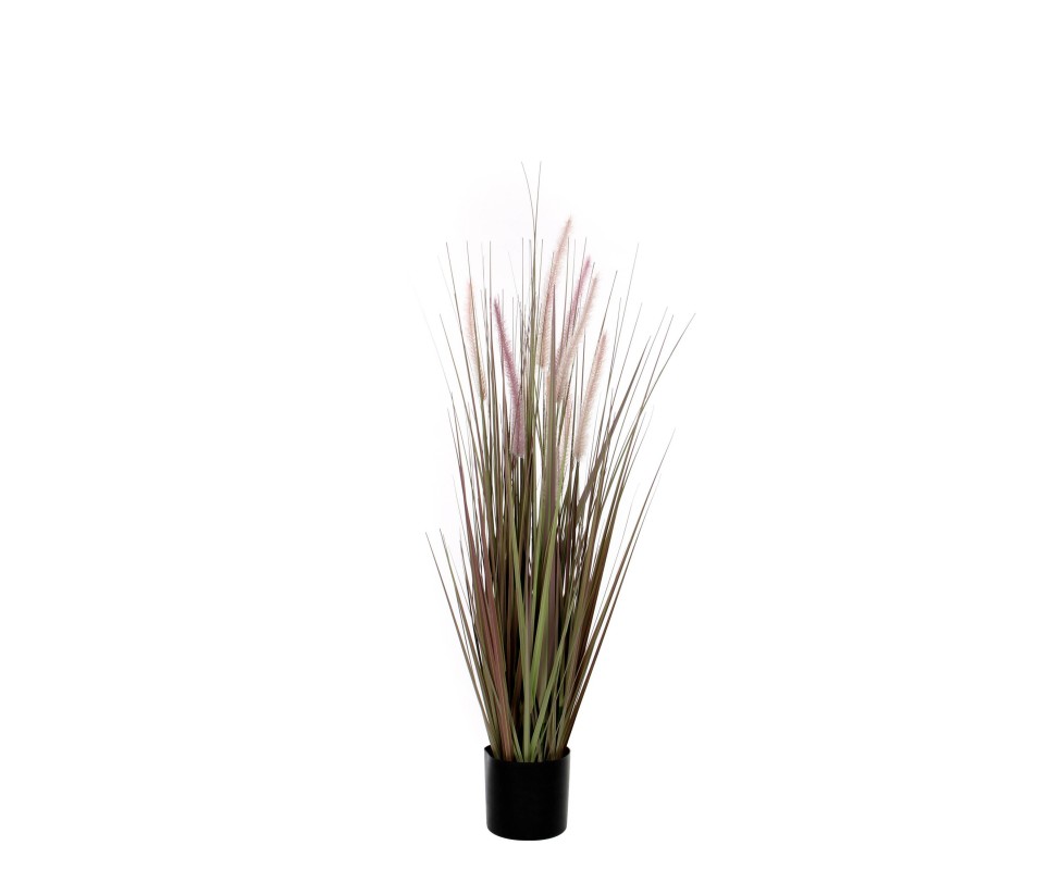 DOGTAIL GRAS EN POT H120
