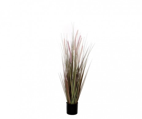 DOGTAIL GRAS EN POT H120