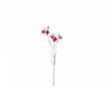 COSMOS FUSCHIA H89