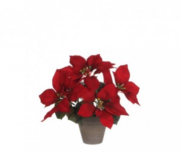 POINSETTIA ROUGE POT D11