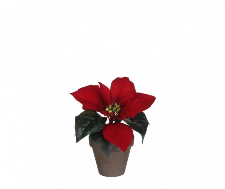 POINSETTIA ROUGE POT D9CM