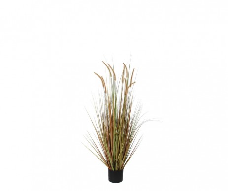 HERBE PANACHE H92 MARRON