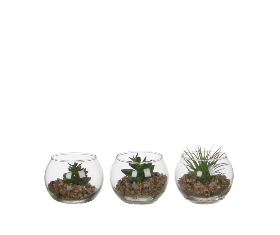 SUCCULENTE VERT H5