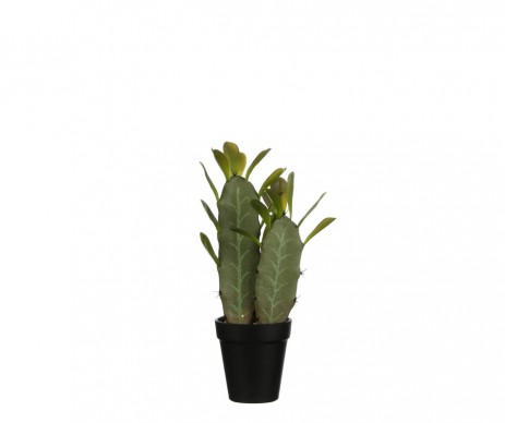 CACTUS VERT POT H32XD9
