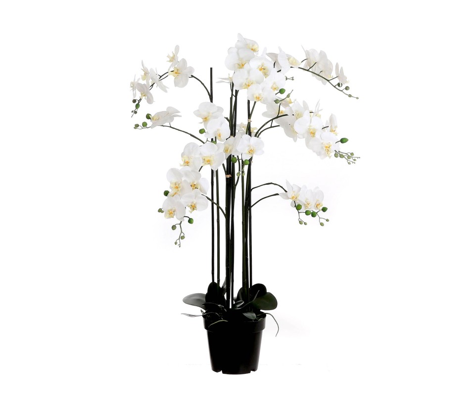 PHALAENOPSIS CREME POT H117CM