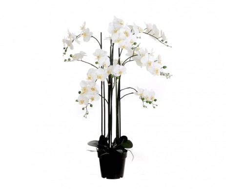 PHALAENOPSIS CREME POT H117CM
