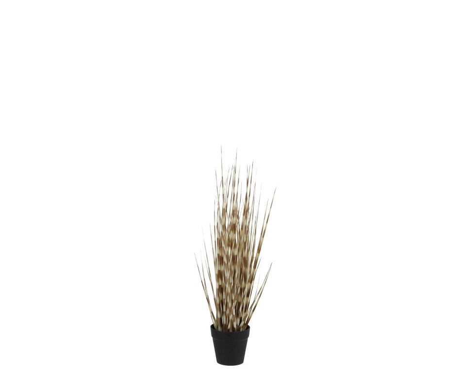HERBE DE L'OIGNON POT H53CM