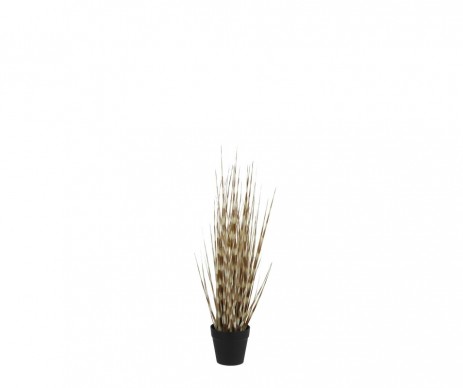 HERBE DE L'OIGNON POT H53CM
