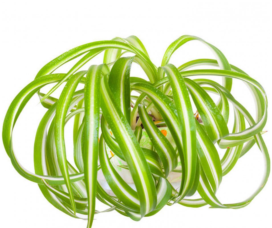 Chlorophytum (Chlorophytum comosum), la plante araignée : entretien,  rempotage, arrosage