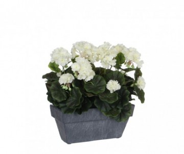 GERANIUM BLANC JARDINIERE 30CM