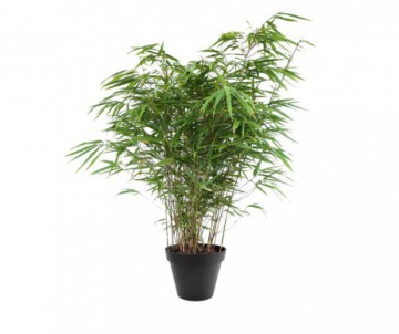 BAMBUSA FARGESIA RUFA POT DE 5 LITRES