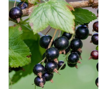 RIBES CASSIS BLACKDOWN POT...