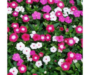 PERVENCHE  VINCA DIFFERENTES COULEURS POT DE 15CM DE DIAMETRE