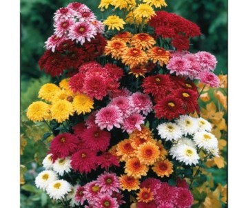 CHRYSANTHEME D'AUTOMNE POT DE 12CM