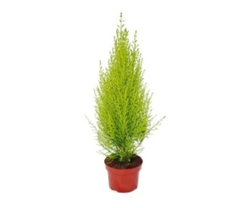 CUPRESSUS GOLDCREST POT DE 11 CM