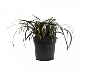 OPHIOPOGON PLANISCAPUS NIGER POT DE 2