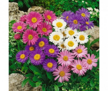 ASTER VARIES POT DE 2 LITRES