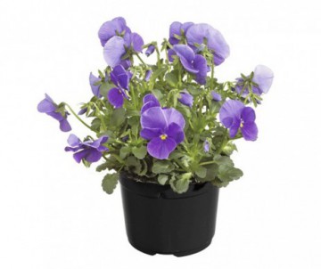 PENSEE  VIOLA CORNUTA POT DE 13CM DE DIAMETRE