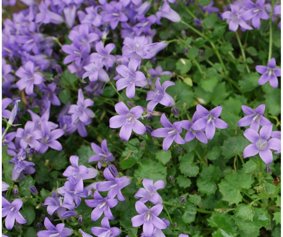 Campanula Poscharskyana Lisduggan Variety