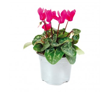 MINI-CYCLAMEN EN POT DE...