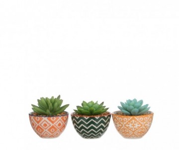 SUCCULENTE POT H9XD9CM