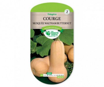 COURGE MUSQUEE WALTHAM BUTTERNUT LES DOIGTS VERTS