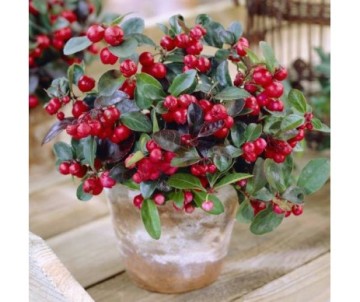 GAULTHERIA BIG BERRY POT DE 11 CM