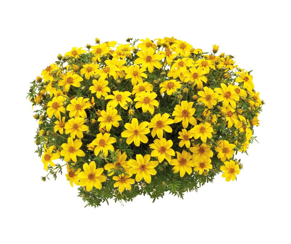 bidens-pot-de-0-5l