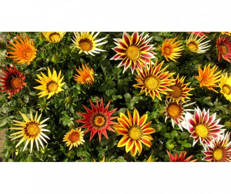 GAZANIA PLAQUE DE 6 PLANTS POT DE 10.5CM DE DIAMETRE