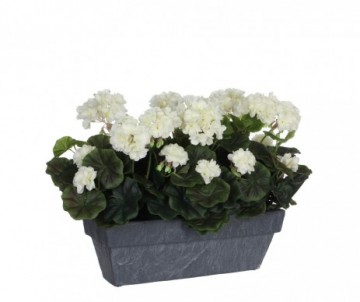 GERANIUM BLANC L40