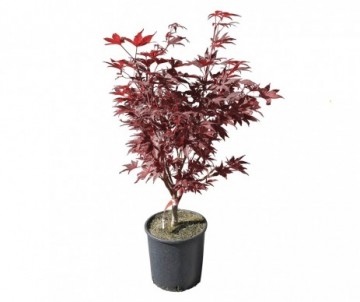 ACER BLOODGOOD COUPE 30CM