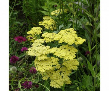 Ma jardinerie vendenheim