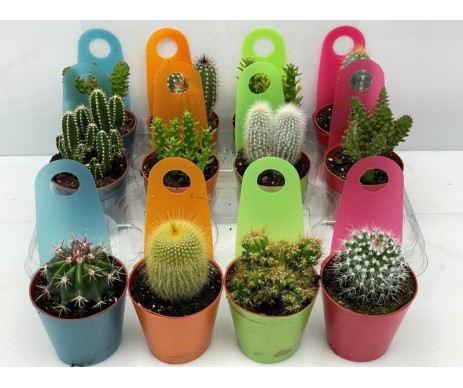 CACTUS CP PLAS COLOR D8