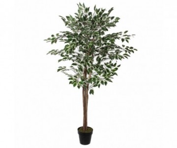 FICUS EN POT VERT PANANCHE 165