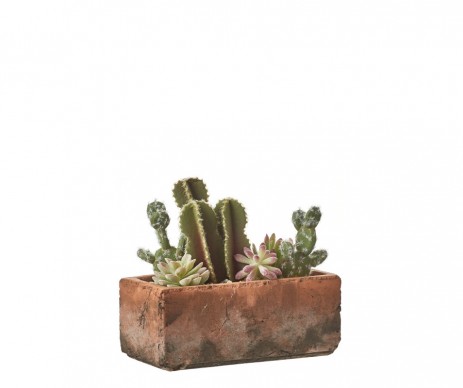 CACTUS EN POT 20 CM