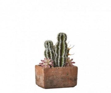 CACTUS EN POT 25 CM