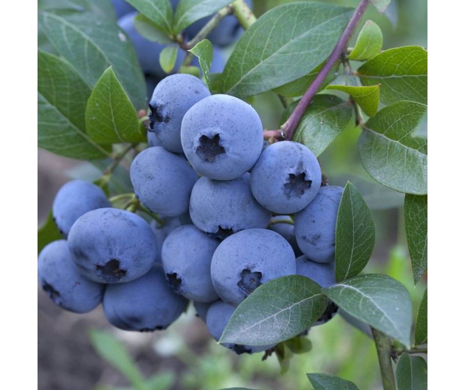 VACCINIUM CORYMBOSUM LEGACY