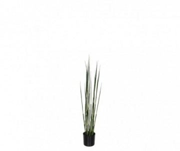 PRELE DU JAPON EN POT 90CM