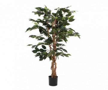 FICUS BENJ H110